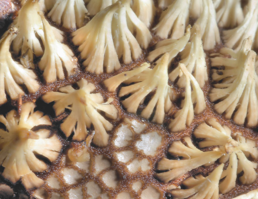 Funghi del Trentino